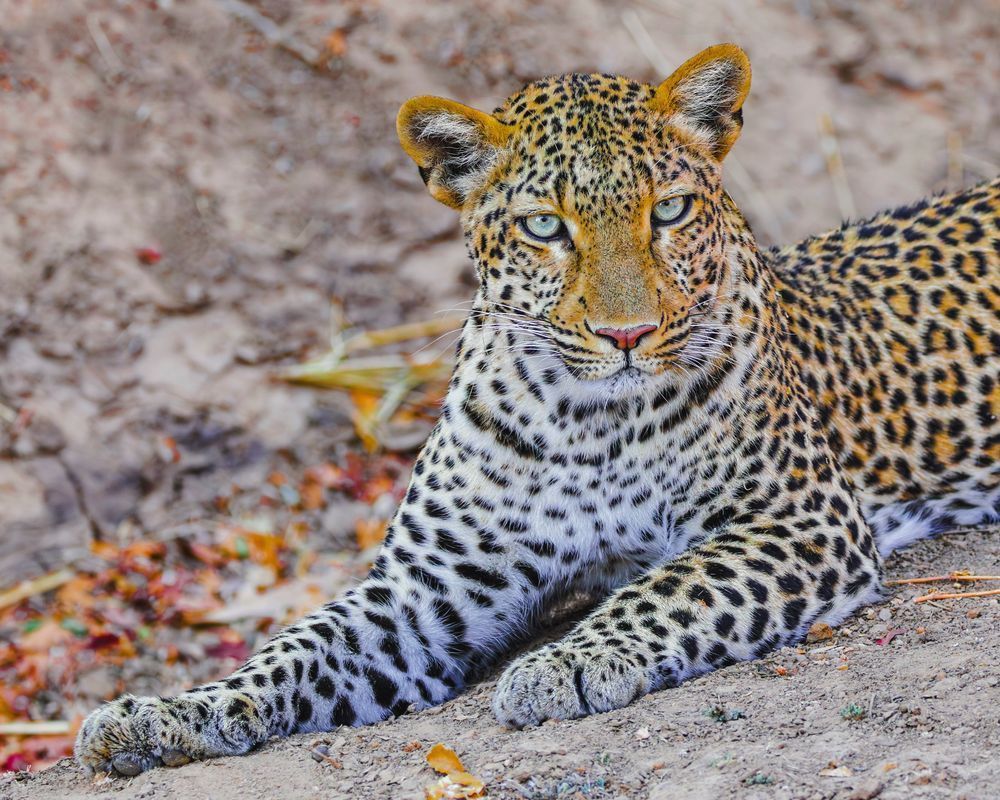 Leopard In Zambia 4 Photography Art | Mike Soegtrop Photography
