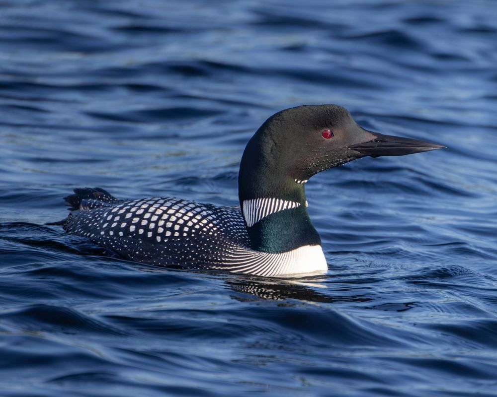 Loons Red Eyes Stand Out Against Blue Water Photography Art | Mike Soegtrop Photography