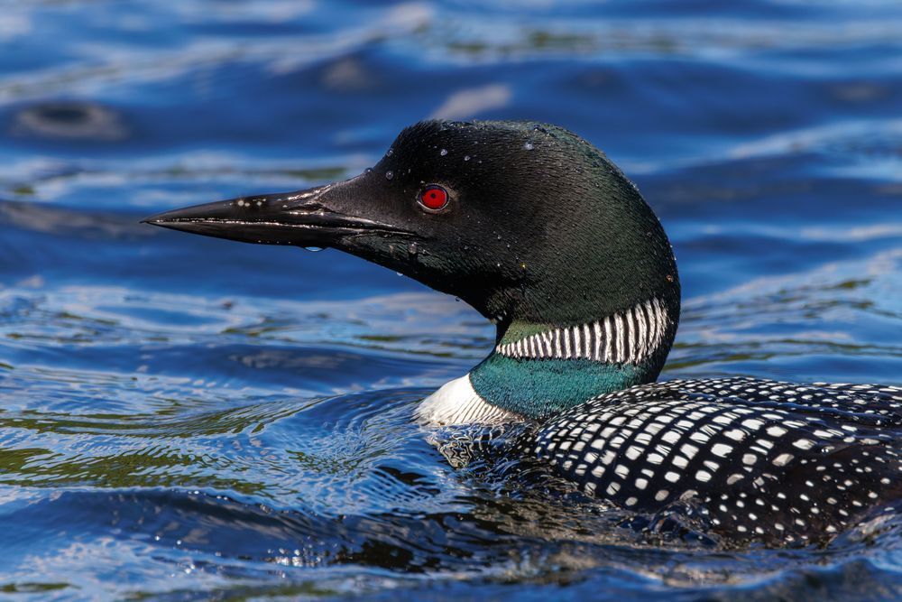 Loon Closeup Against Blue Water (2x3 Ratio) Photography Art | Mike Soegtrop Photography