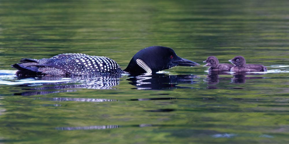 Loon Feeding Her Chicks (1x2 Ratio) Full Size Photography Art | Mike Soegtrop Photography