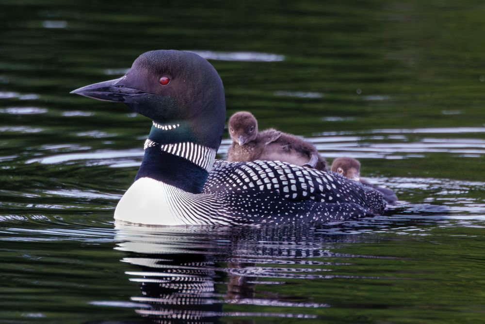 Loon With Chicks On Her Back Cruise By Photography Art | Mike Soegtrop Photography