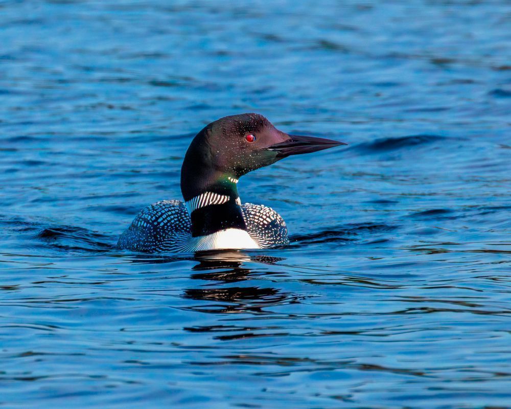 Loon In Blue Water Photography Art | Mike Soegtrop Photography