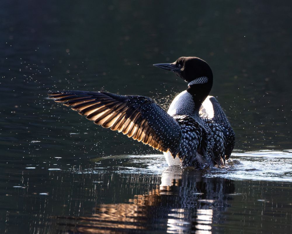 Loon Wingflap With Backlit Sunrise Photography Art | Mike Soegtrop Photography