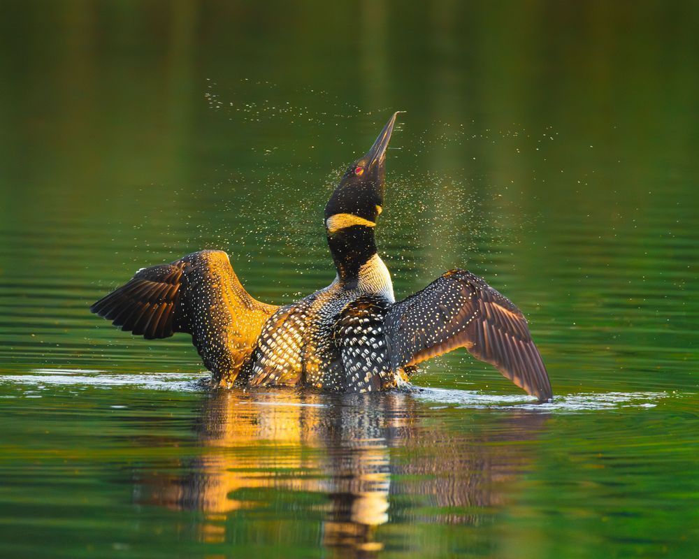 Golden Dawn Shake Photography Art | Mike Soegtrop Photography