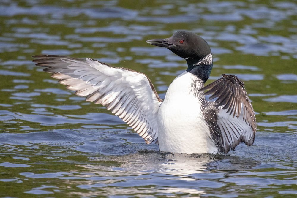 Loon With Close Up Wingflap Photography Art | Mike Soegtrop Photography