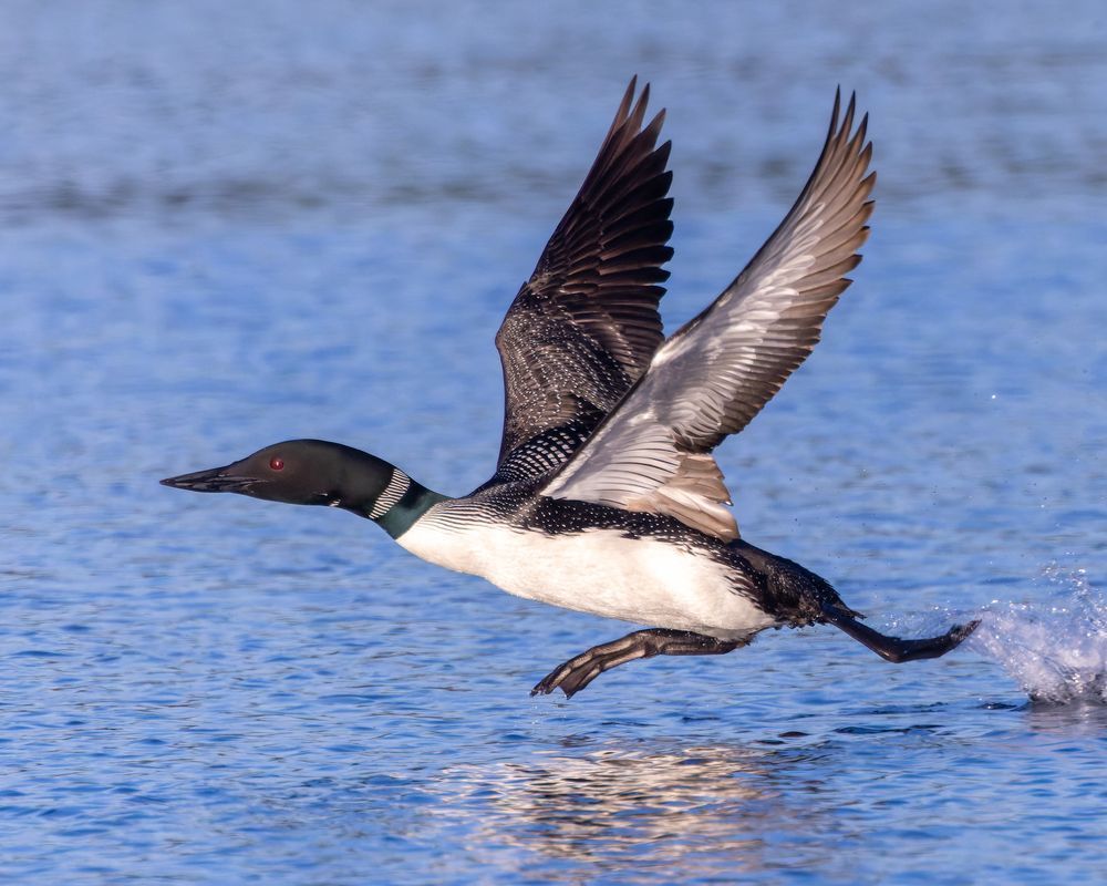 Loon Taking Flight At Sunrise Wings Up 3 Photography Art | Mike Soegtrop Photography