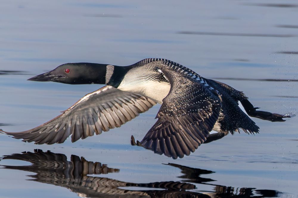 Loon Taking Flight At Sunrise Wings Down On Calm Lake Photography Art | Mike Soegtrop Photography