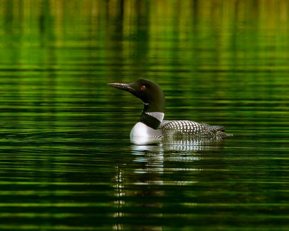 Loon backed by reeds.CR3