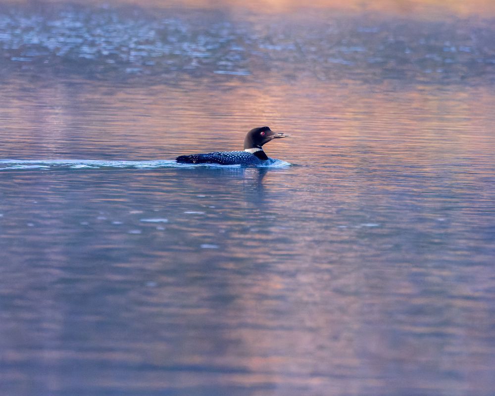 Loon Against Pink And Blue Waters Photography Art | Mike Soegtrop Photography
