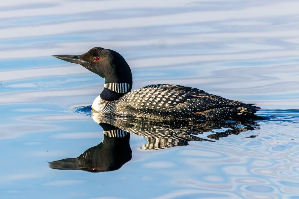 Loon Cruising At Early Dawn On Gold Lake Photography Art | Mike Soegtrop Photography