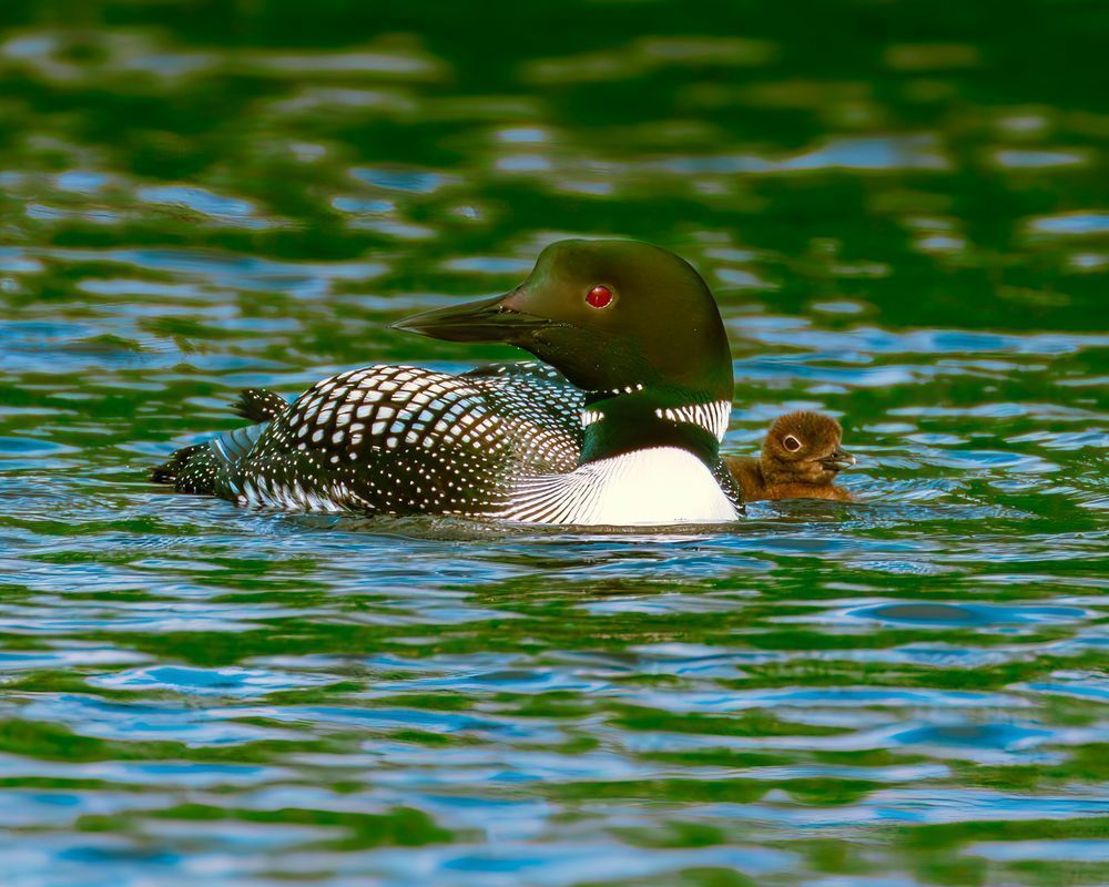 Common Loon And Her Chick, Gliding Calmly Across Emerald Green Water. Photography Art | Mike Soegtrop Photography