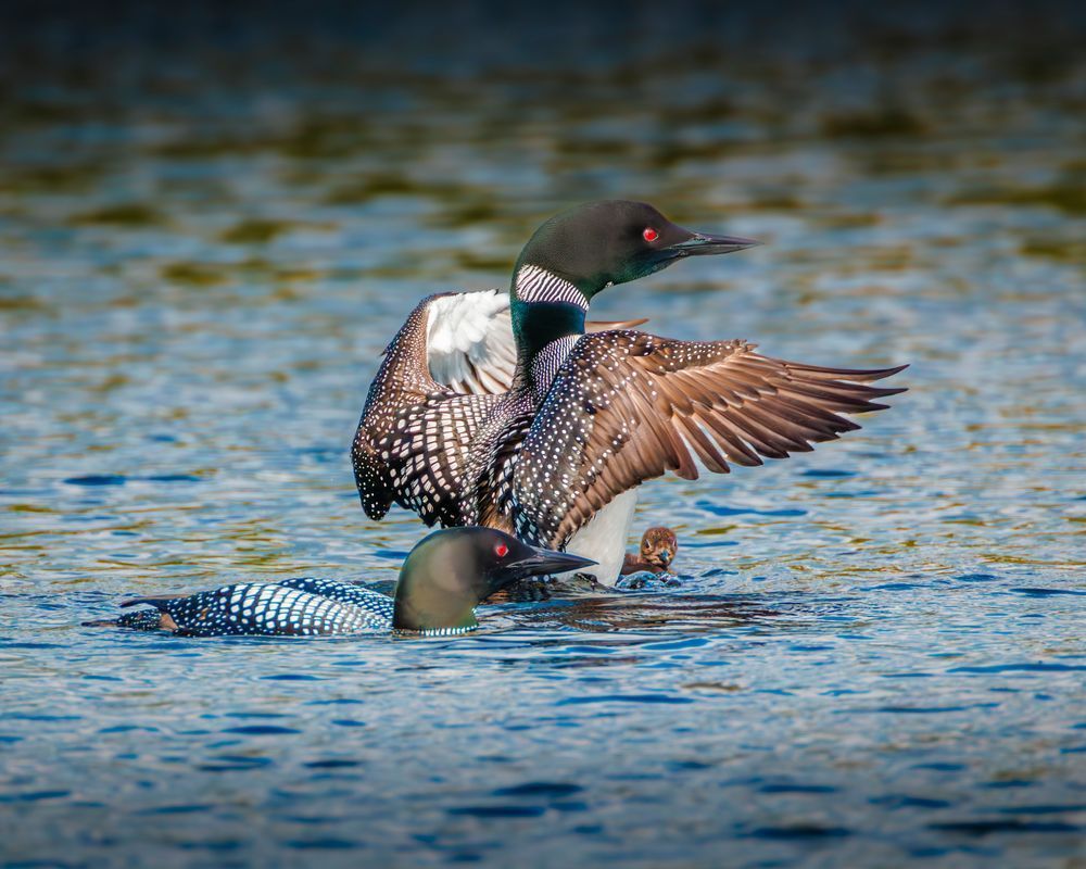 Loon Family Protecting A Loon Chick Photography Art | Mike Soegtrop Photography