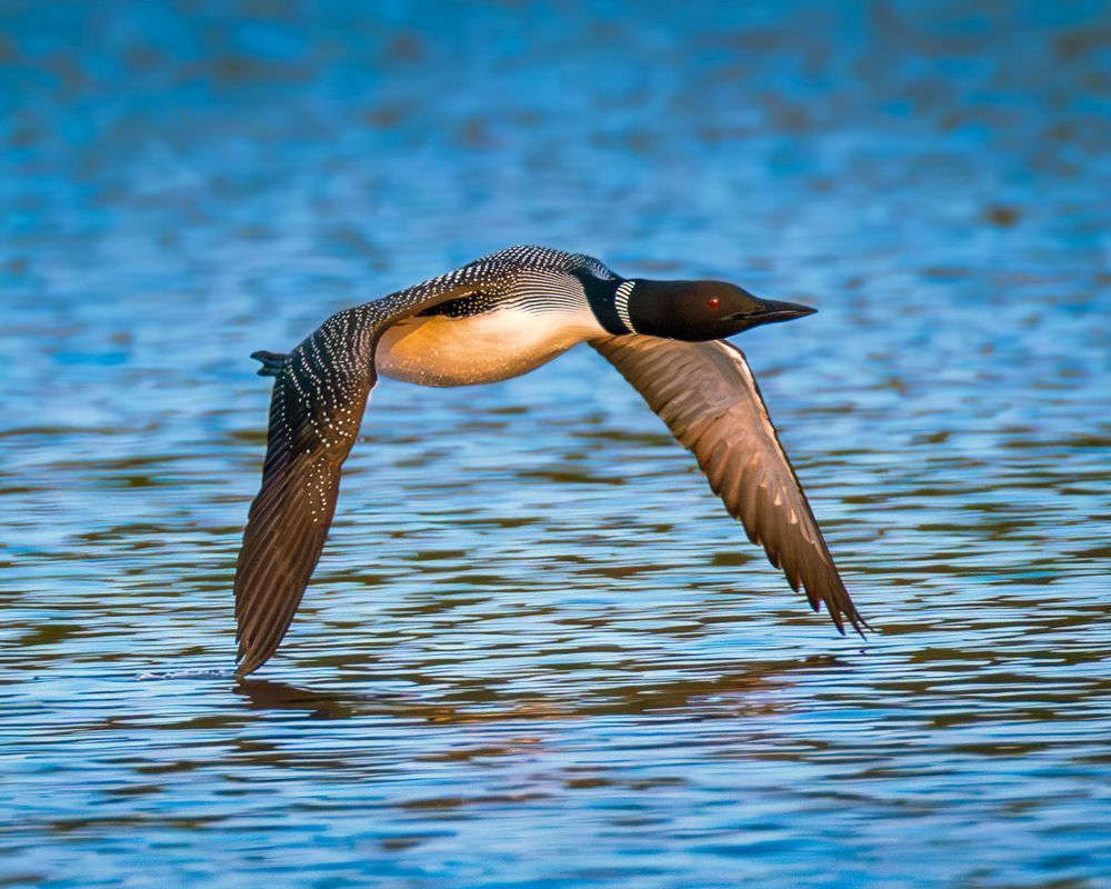 Loon In Flight Taking Off During Early Morning Sunrise Photography Art | Mike Soegtrop Photography