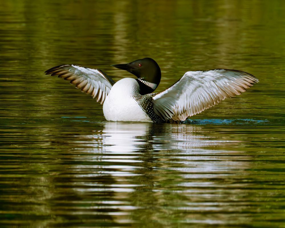 Loon in full-wingflap at dawn-Edit.psd