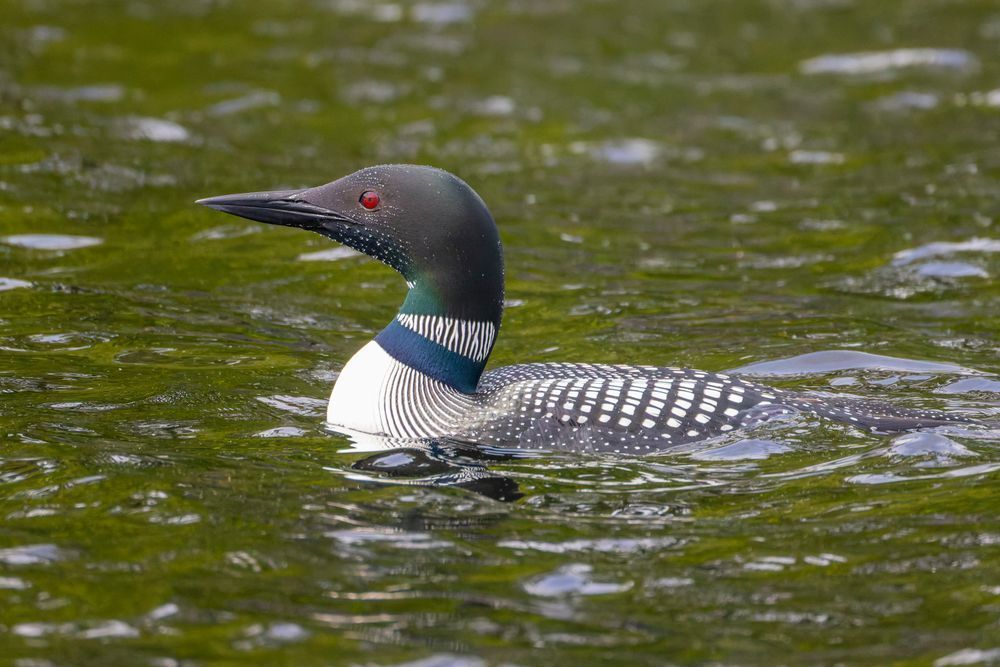 Loon On Gold Lake Photography Art | Mike Soegtrop Photography