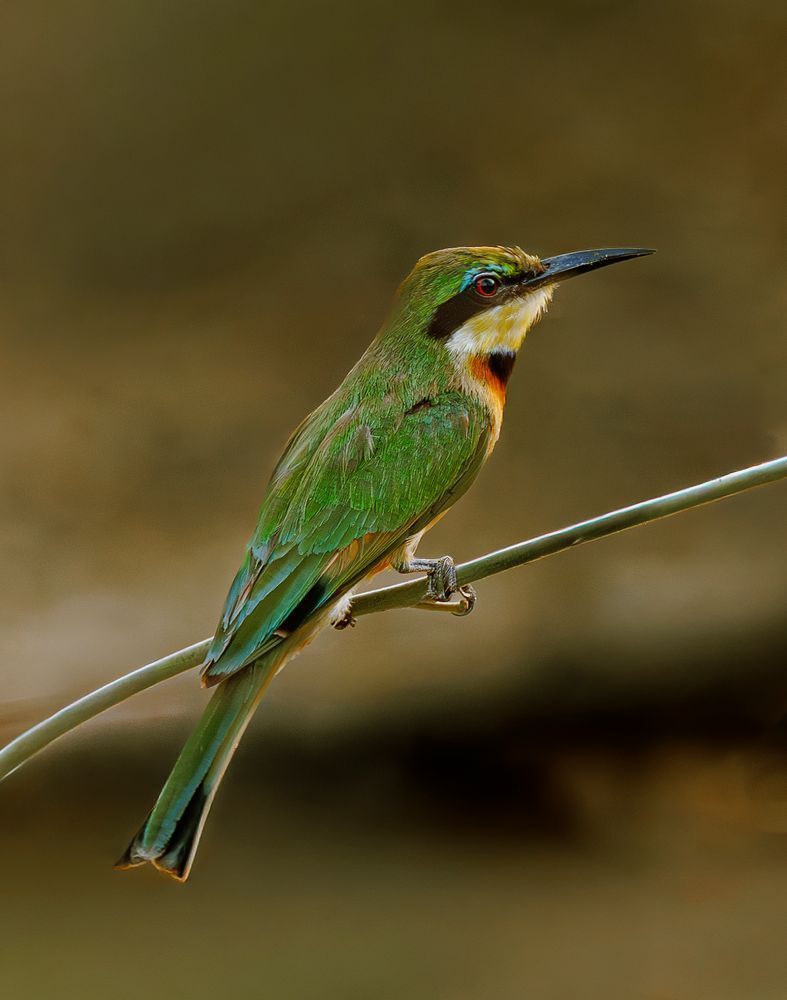 Little Bee Eater In Zambia Photography Art | Mike Soegtrop Photography
