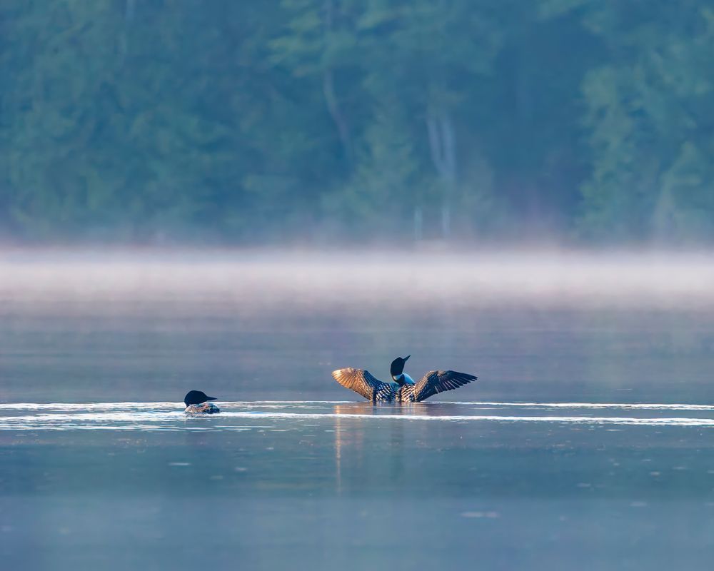 Loons On A Misty Morning On Little Gold Lake, Trent Hills Ontario Photography Art | Mike Soegtrop Photography