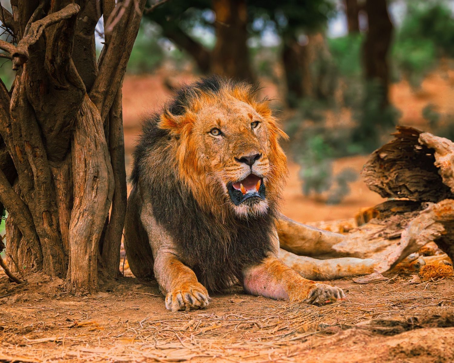 
        <div class='title'>
          Lion, male in Lower Zambesi Park, Zambia
        </div>
       