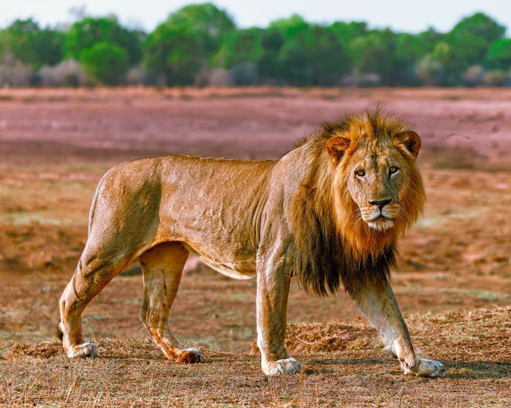 Lion Male, Walking In The Early Morning Photography Art | Mike Soegtrop Photography