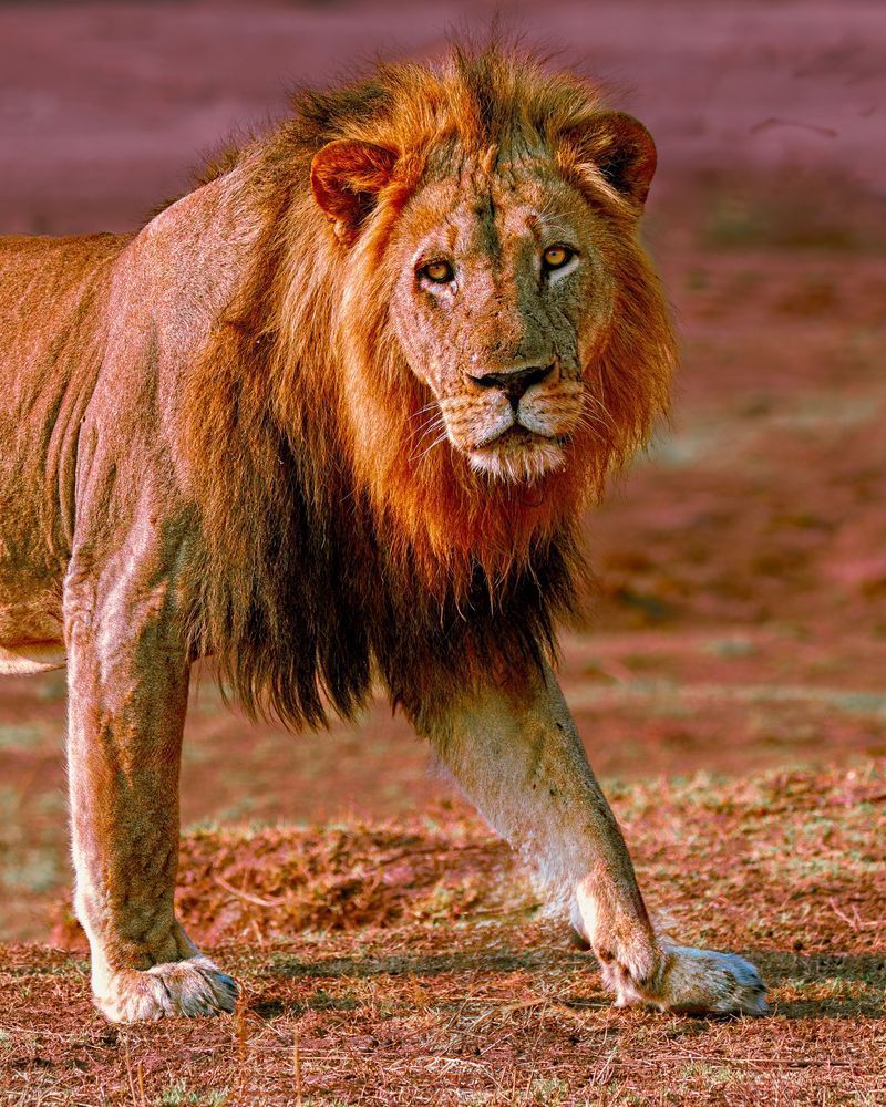 Lion On The Plains Closeup Portrait Photography Art | Mike Soegtrop Photography