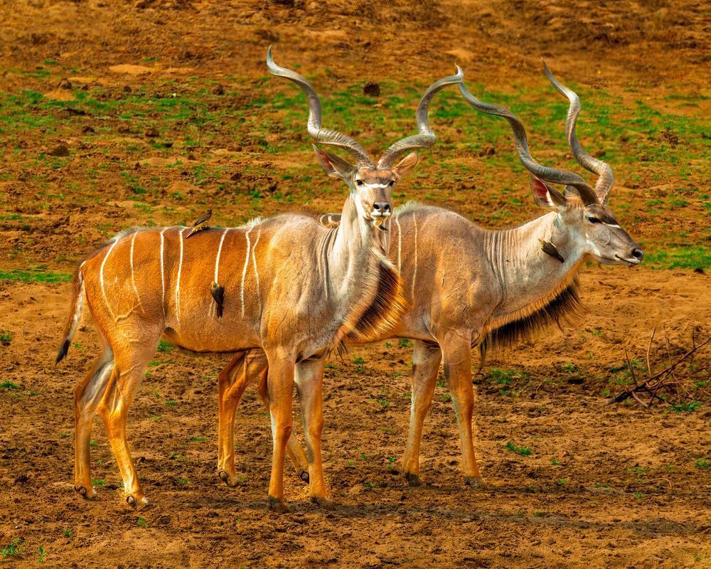 The Great Kudu Pair Photography Art | Mike Soegtrop Photography