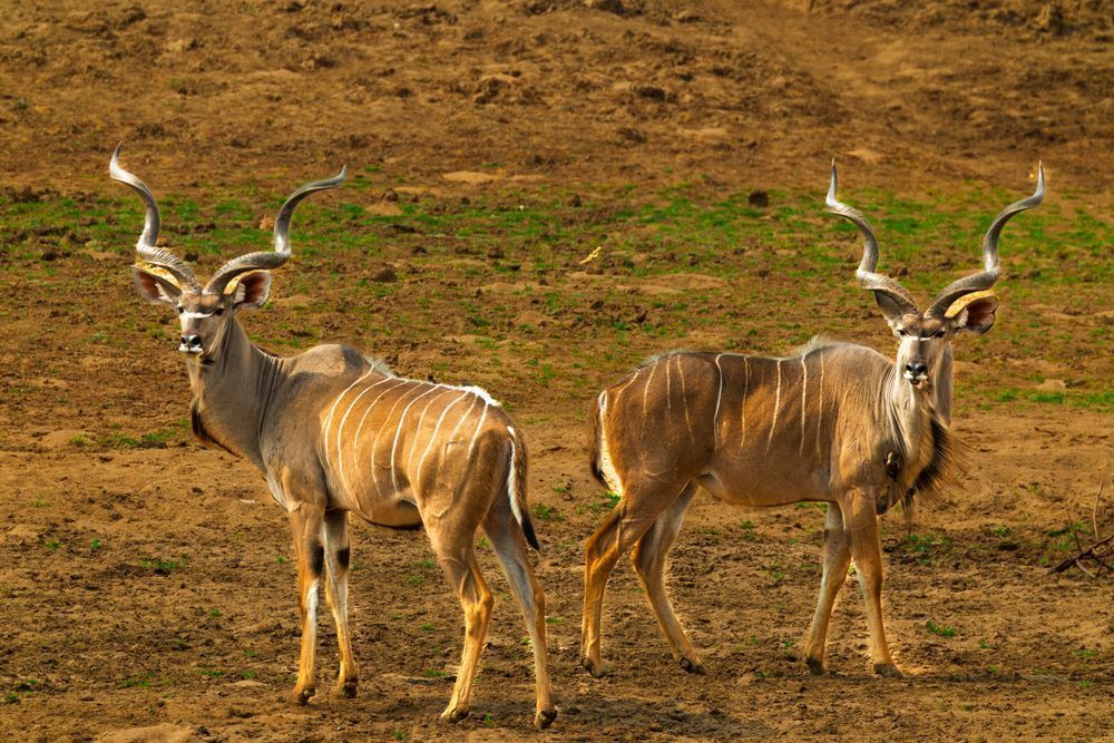 The Great Kudu Pair On The Plains Photography Art | Mike Soegtrop Photography