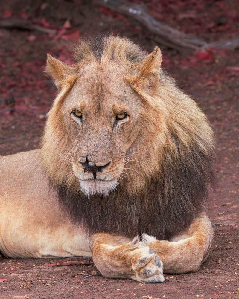 Lions On The Plains Photography Art | Mike Soegtrop Photography