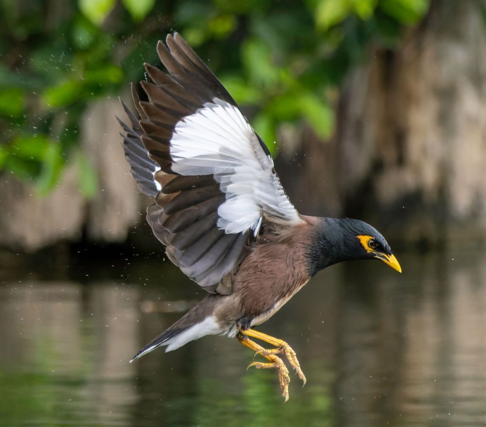Myna Bird In Flight Photography Art | Mike Soegtrop Photography