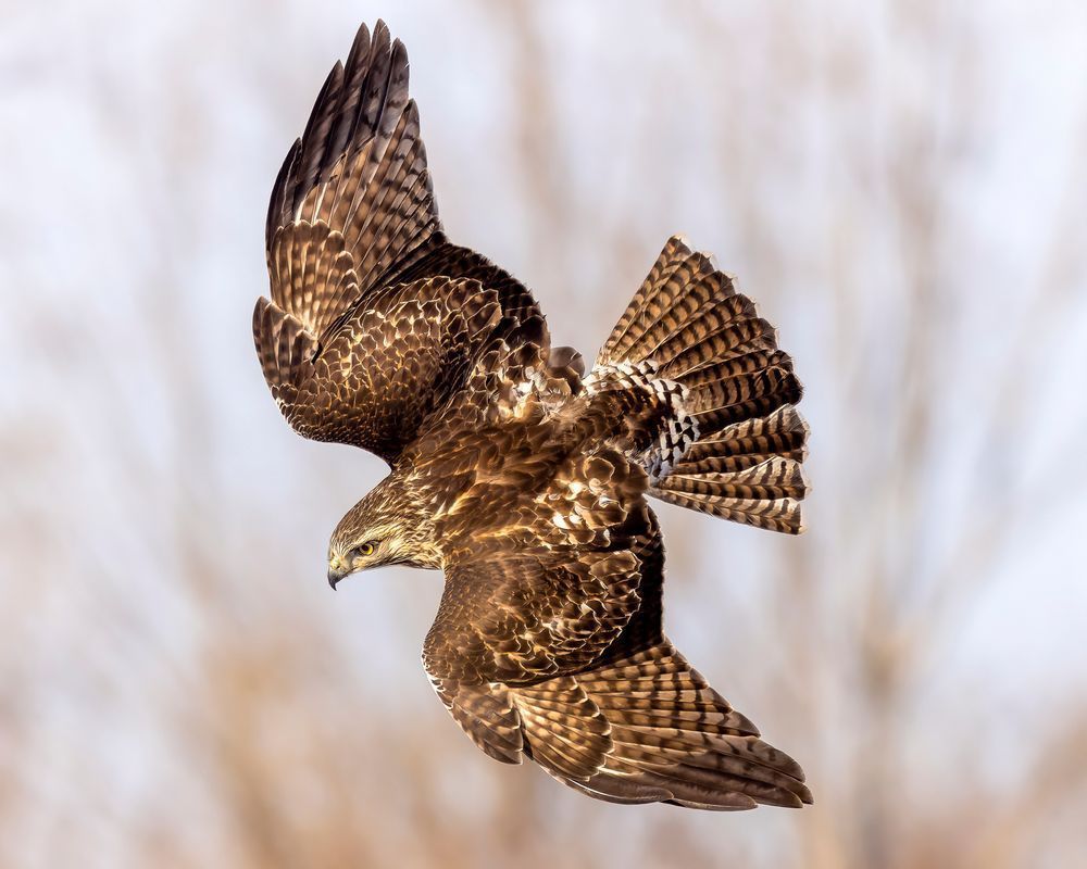 Red Tailed Hawk In Flight Photography Art | Mike Soegtrop Photography