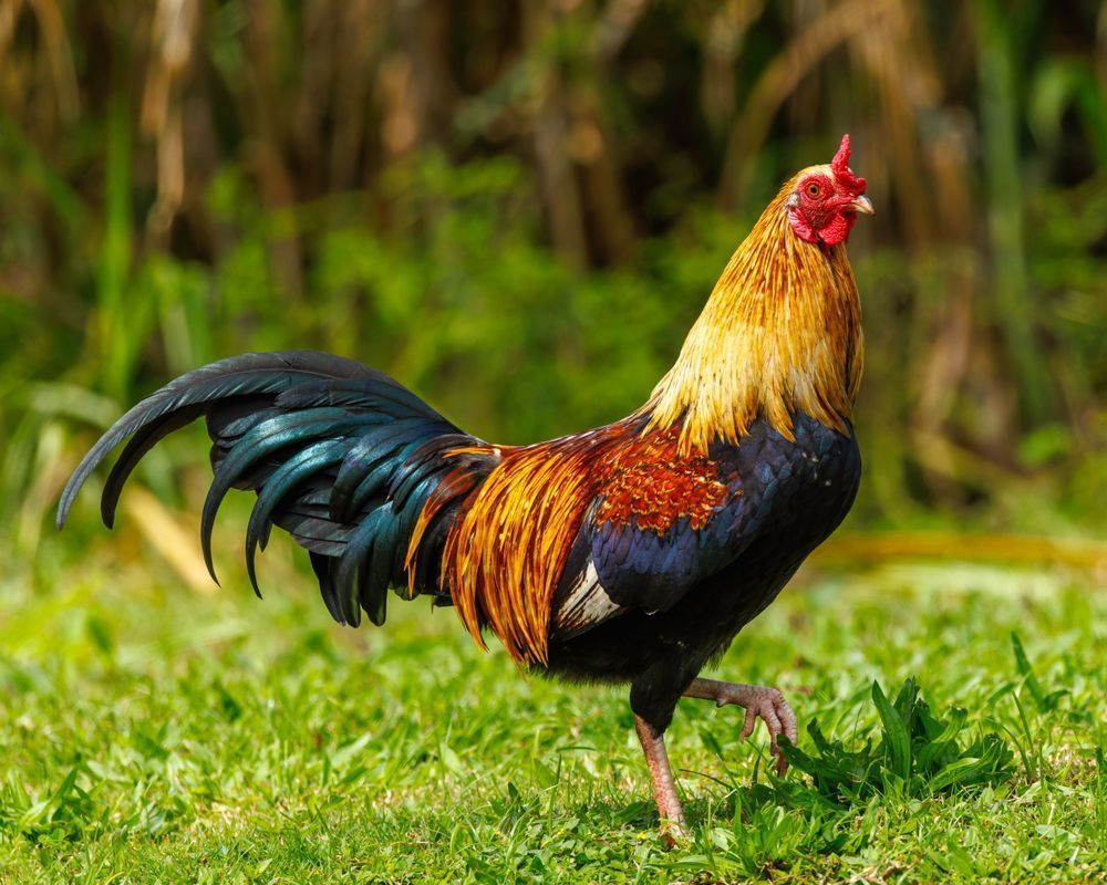 Red Junglefowl Male Struts Into The Forest Photography Art | Mike Soegtrop Photography