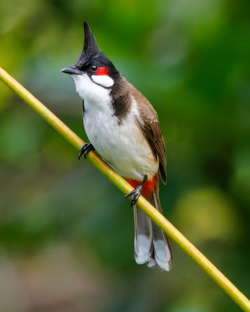 Red Whiskered Bulbul On A Marsh Reed Photography Art | Mike Soegtrop Photography