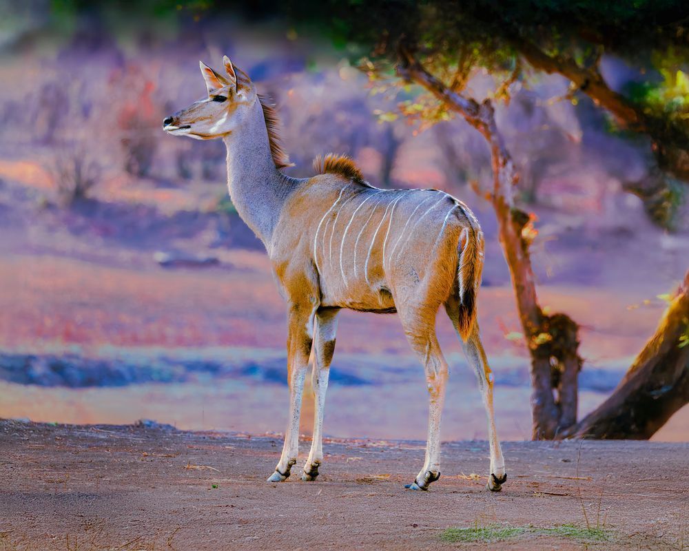 Spring Bok At Dawn Photography Art | Mike Soegtrop Photography