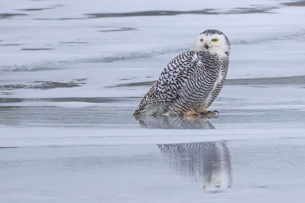 Snowy Owl Stands On Frozen Lake Photography Art | Mike Soegtrop Photography