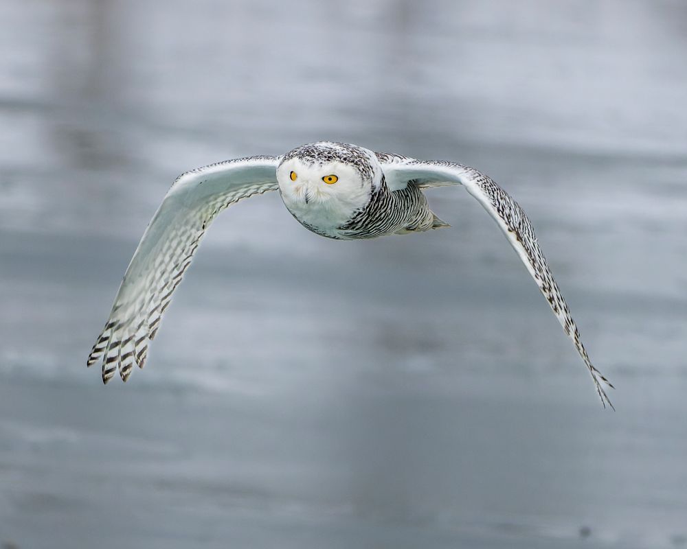 Snowy Owl In Flight Over Frozen Lake Photography Art | Mike Soegtrop Photography