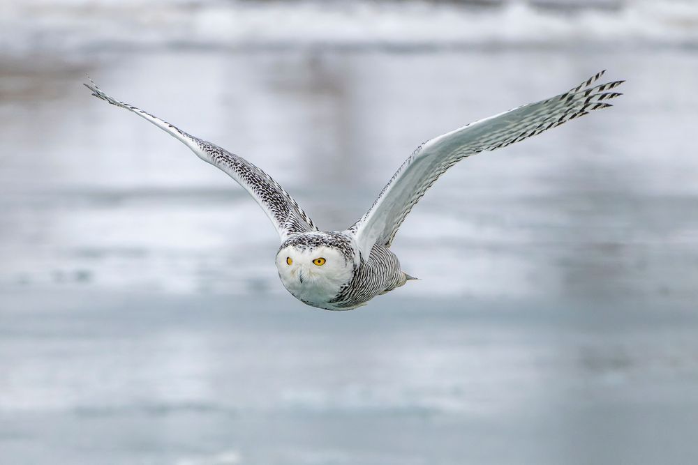 Snowy Owl In Flight Wings Up Photography Art | Mike Soegtrop Photography