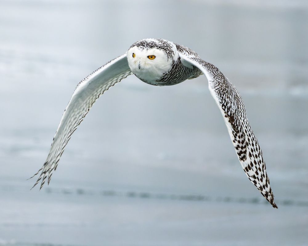 Snowy Owl Wings Down Flying Over A Frozen Lake Photography Art | Mike Soegtrop Photography
