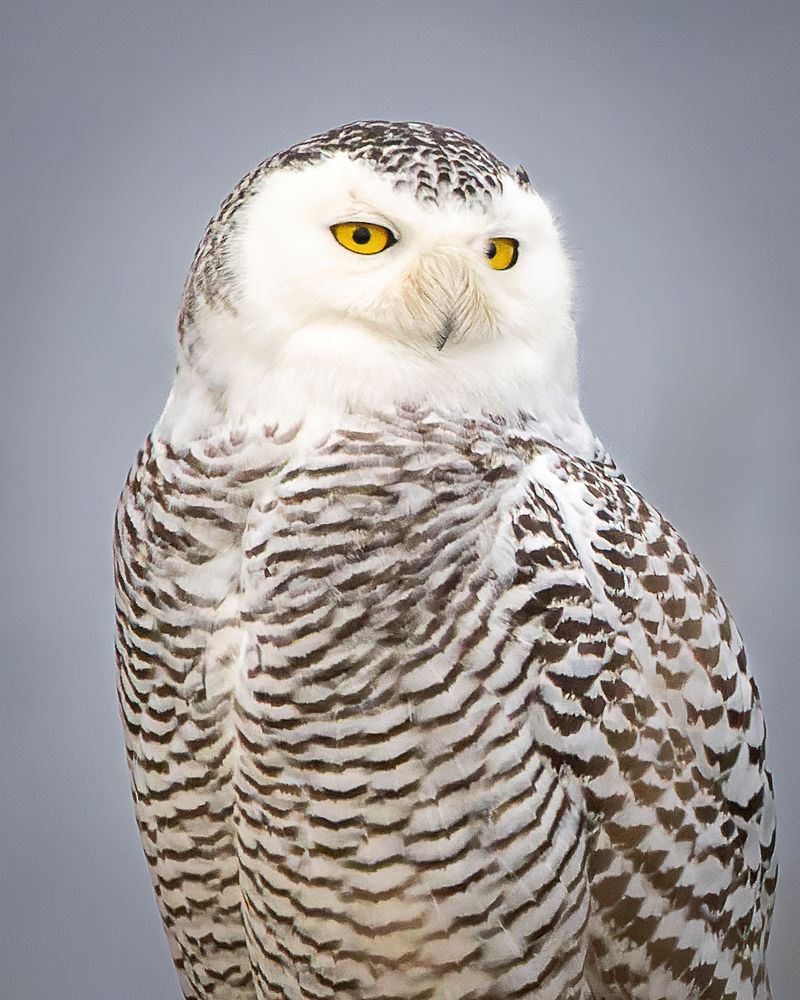 Snowy Owl Portrait Photography Art | Mike Soegtrop Photography