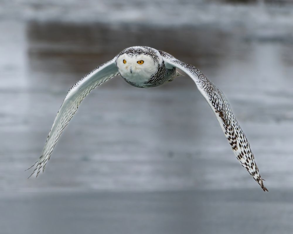 Snowy Owl In Flight Photography Art | Mike Soegtrop Photography