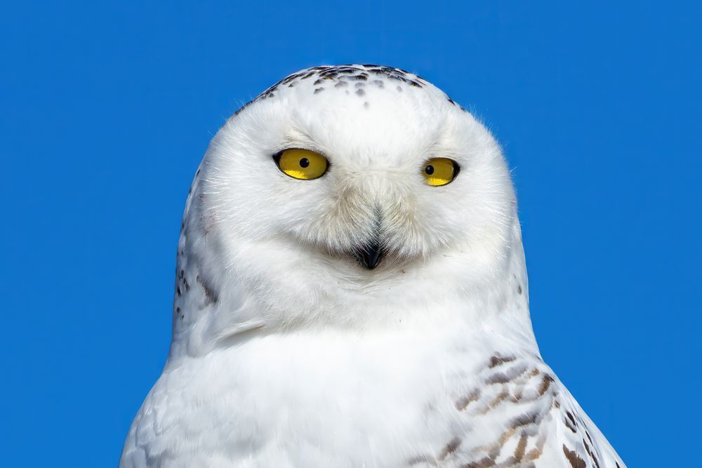 Rare Snowy Owl Close Up Photography Art | Mike Soegtrop Photography