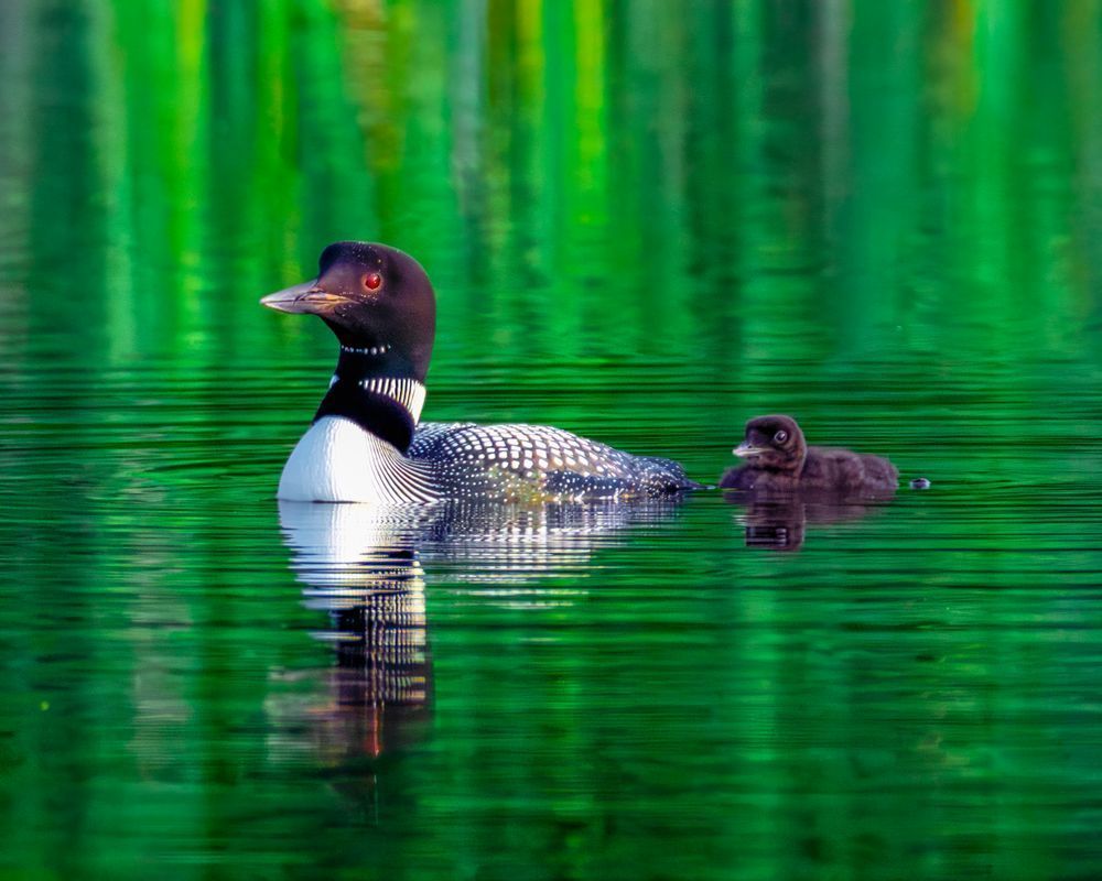 Parent-and-young-loon-Edit.psd