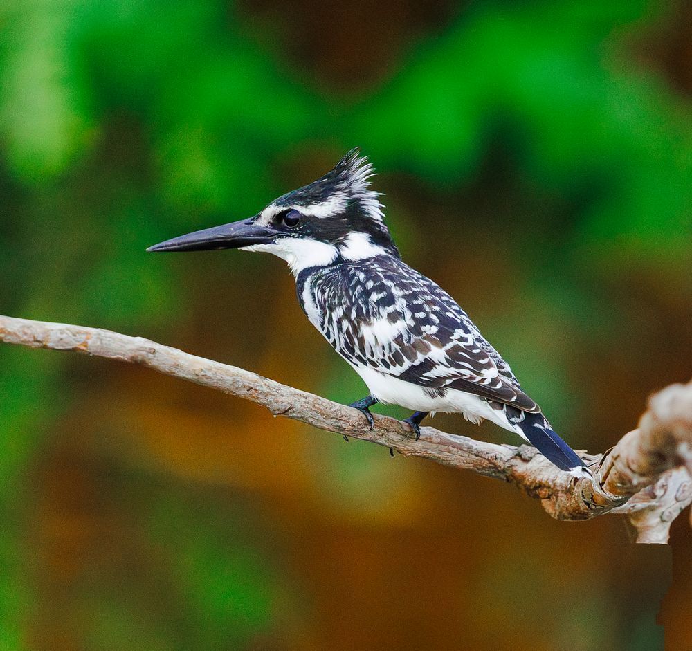 Pied Kingfisher On A Stick In Zambia 2 Photography Art | Mike Soegtrop Photography