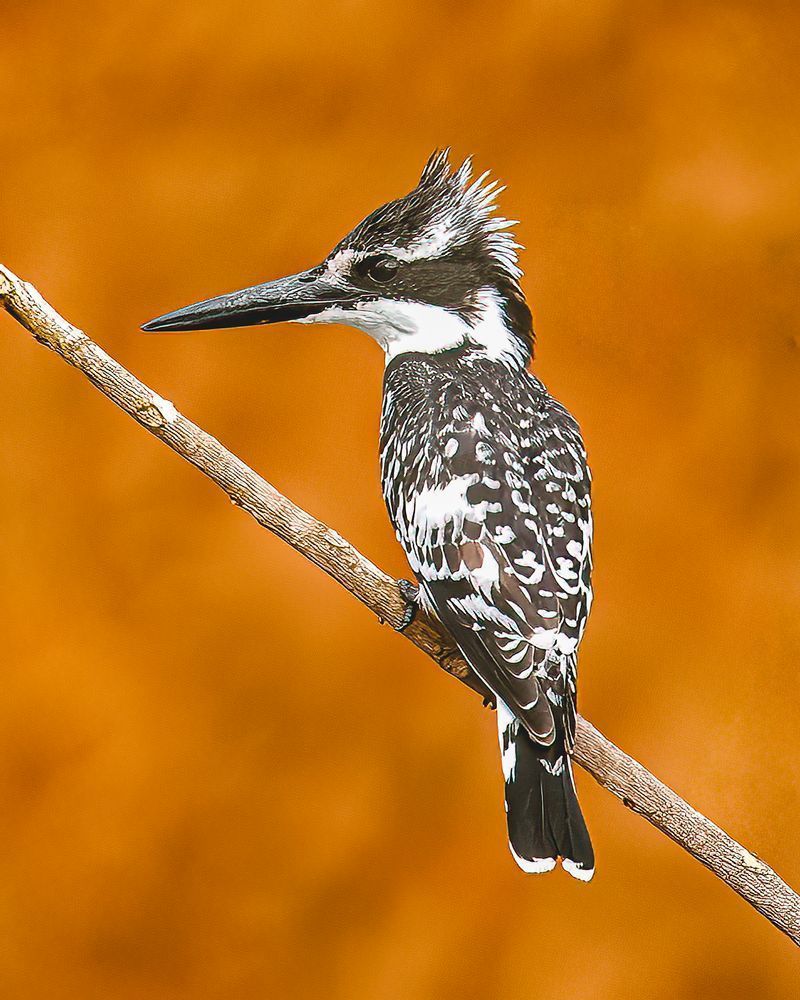 Pied Kingfisher In Zambia 1 Photography Art | Mike Soegtrop Photography