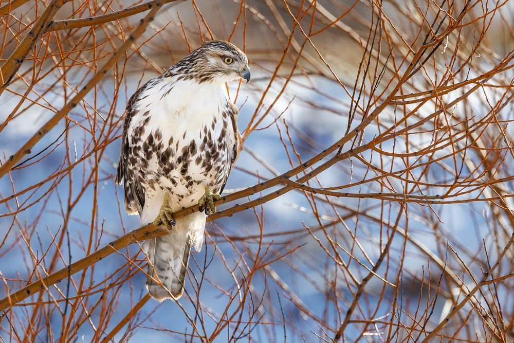 Red Tailed Hawk Perched On Bush During The Fall Photography Art | Mike Soegtrop Photography