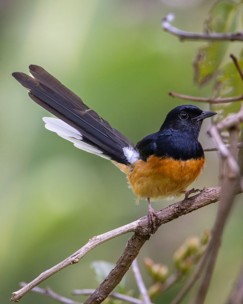 White Rumped Shama Photography Art | Mike Soegtrop Photography