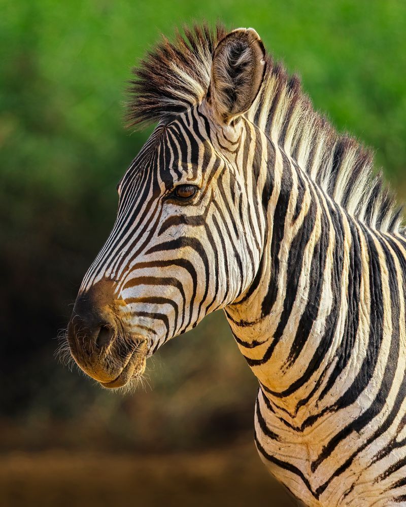 Zebra In South Luangwa National Park Zambia Photography Art | Mike Soegtrop Photography