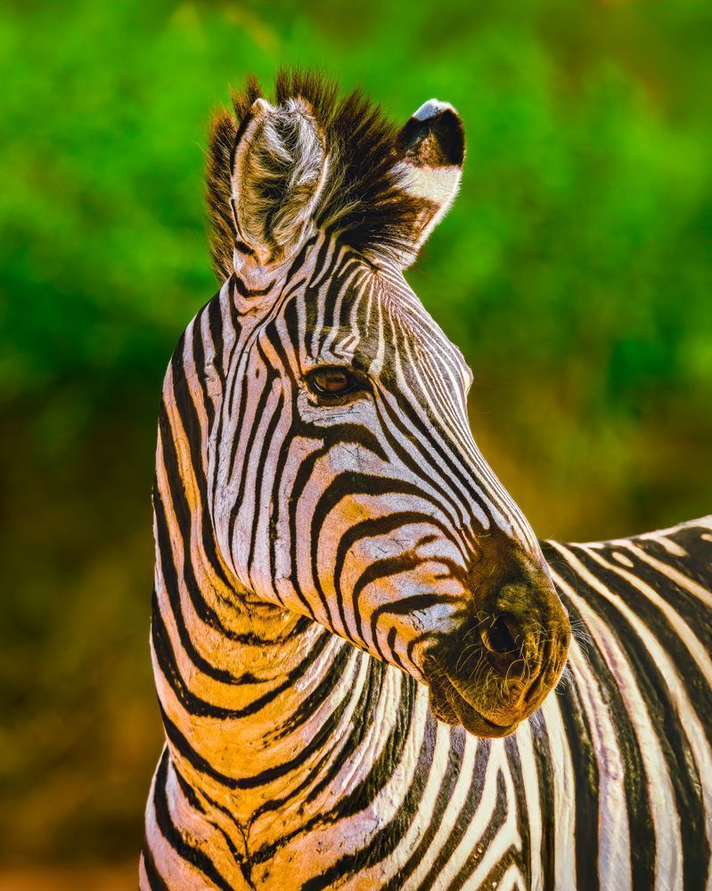 Zebra Portrait At Dawn Photography Art | Mike Soegtrop Photography