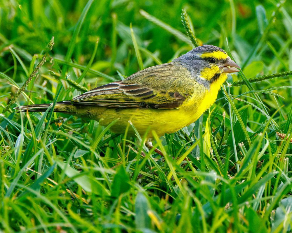 Yellow Fronted Canary Feeding In The Grass Photography Art | Mike Soegtrop Photography