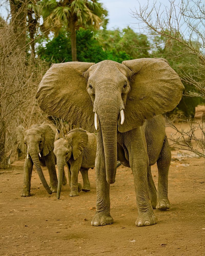Agressive Elephant, Zambia Photography Art | Mike Soegtrop Photography