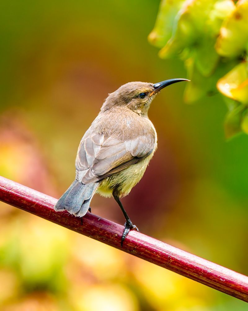 Variable Sunbird On A Perch Photography Art | Mike Soegtrop Photography