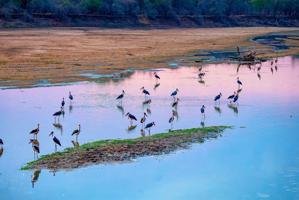 River Full Of Maracaibo Storks Fishing At Dawn Photography Art | Mike Soegtrop Photography